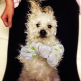 Entry image for Jasper