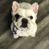 Entry image for Bruno 