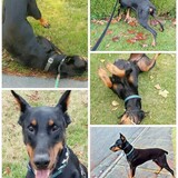 Entry image for Rocky