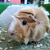 Entry image for Bruno