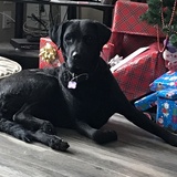 Entry image for Nova