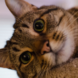 Entry image for Gypsy