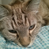 Entry image for Lynxi