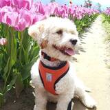 Entry image for Shanny