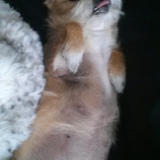 Entry image for Pee-nut Louise