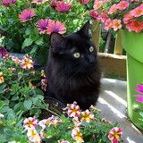 Entry image for Chance