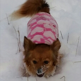 Entry image for Halo