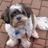 Entry image for Teddy Bear Cuba