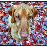 Entry image for Tallulah Pancake