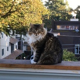 Entry image for Milo