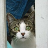 Entry image for Daisie Mae