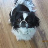 Entry image for Milo