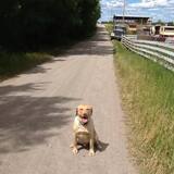 Entry image for Rocky