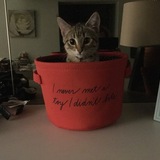 Entry image for Ginger