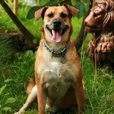 Entry image for SIMBA