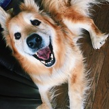 Entry image for Buddy