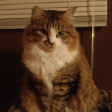 Entry image for Mikki