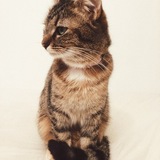 Entry image for Cherie