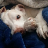 Entry image for Lebowski