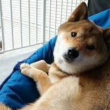 Entry image for Romeo