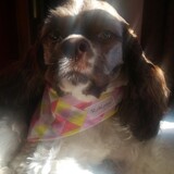 Entry image for Willow