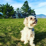 Entry image for Toto