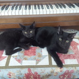 Entry image for Scrappy and Allie