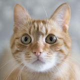 Entry image for Apricot