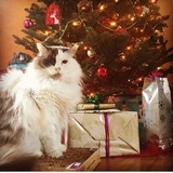 Entry image for Pickles 