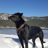 Entry image for Molly