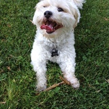 Entry image for Madi