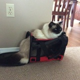 Entry image for Coco