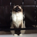 Entry image for Coco