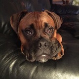 Entry image for Moose