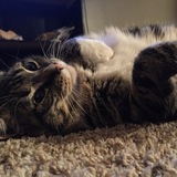 Entry image for Chitty