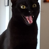 Entry image for Toothless Nightfury Edward Spitfyre