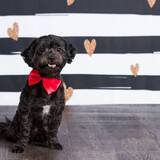 Entry image for Hoover