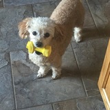 Entry image for Wiley