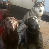 Entry image for Left to right...Reese, Bo and Ty