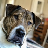 Entry image for Cooper