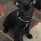 Entry image for BENJI