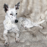 Entry image for Ellie Maya