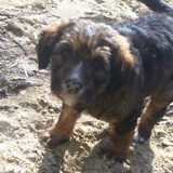 Entry image for Copper