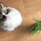 Entry image for King Arthur Pendragon (Arthur) 