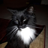 Entry image for Bigfoot