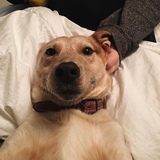 Entry image for Rusty