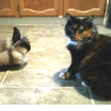 Entry image for Rosie(cat) George (bunny)