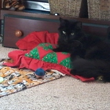 Entry image for Sassy