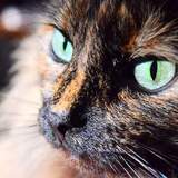 Entry image for Buttercup