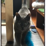 Entry image for Ellen Wooshtail